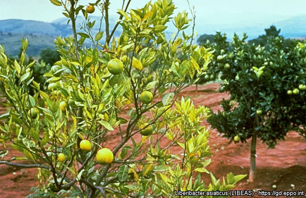 El IVIA organiza el webinar “Nuevas estrategias de lucha frente al HLB: material vegetal tolerante e inducción de defensas”