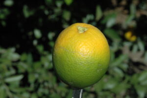 Inverted coloration of the fruit